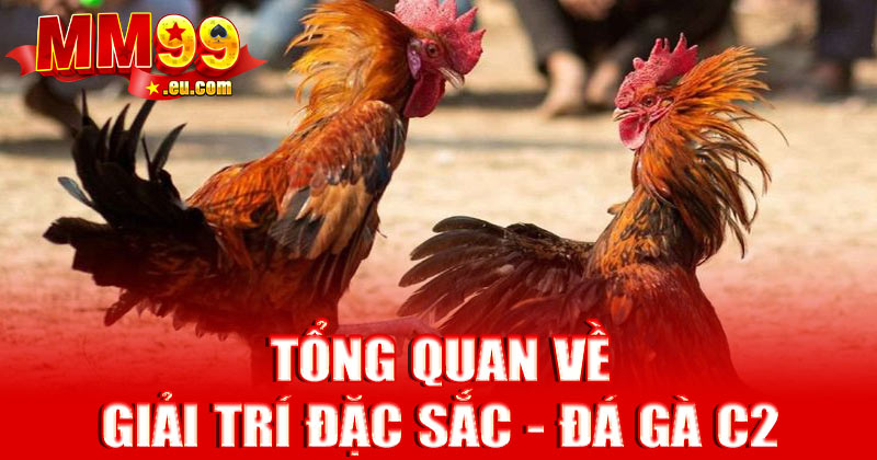Tổng quan về giải trí đặc sắc - Đá gà C2
