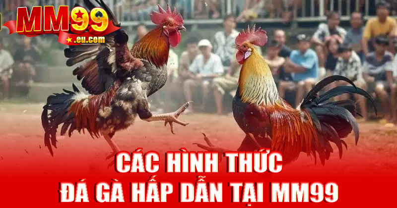 Các hình thức đá gà hấp dẫn tại MM99