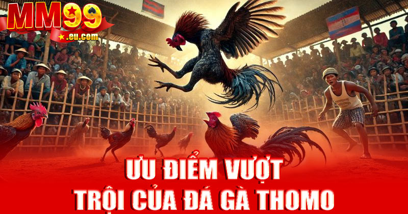 Ưu điểm vượt trội của đá gà Thomo tại MM99